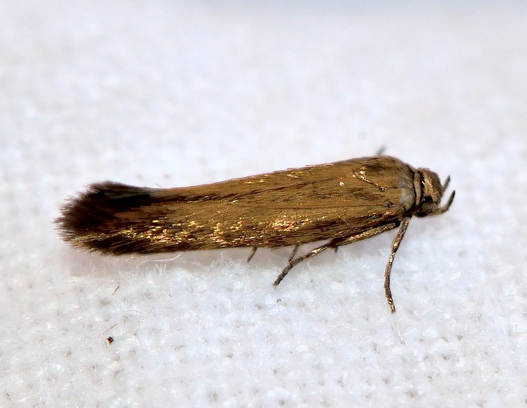 Nuovi Microlepidotteri del 2012 - Scythris fuscoaenea